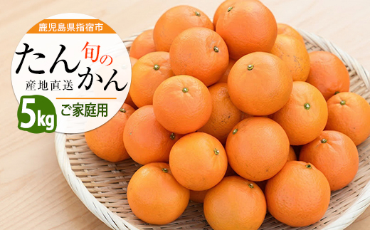 【2026年発送】たんかん約5kg(迫田果樹園/IB064-001) 鹿児島 開聞 たんかん みかん タンカン ミカン 指宿 フルーツ 果物 冬 旬 ご家庭用