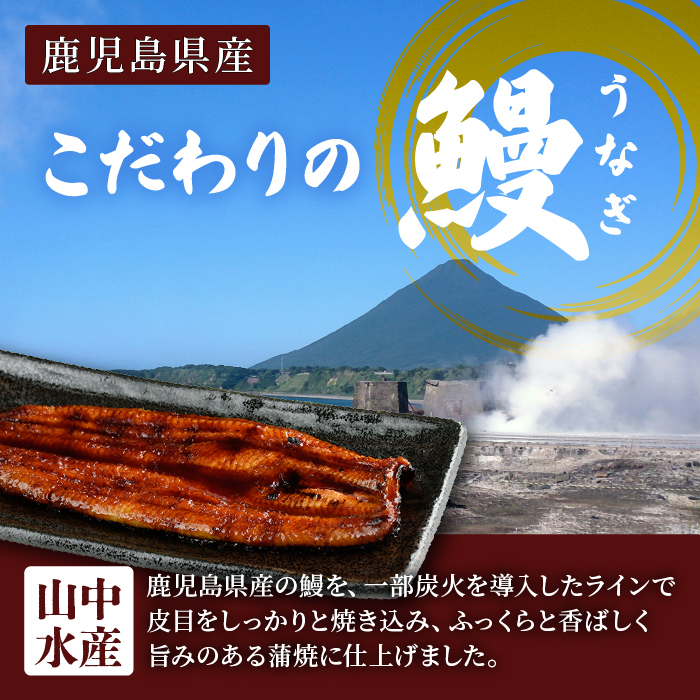 【歳末感謝！】【鹿児島県産】 鰻の蒲焼(無頭背開き)約165g×4尾(山中水産/033-1066) うなぎ 国産 鹿児島 蒲焼 丑の日 丑 土用丑の日 