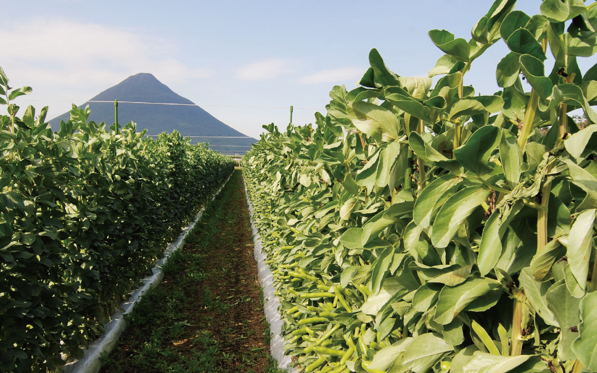 縲2026蟷エ1譛井クュ譌ャス樒匱騾√第欠螳ソ逕」繧オ繝、莉倥◎繧峨∪繧´繧オ繧、繧コ邏2kg(蟯。譚大膚蠎/A-129) 鮖ソ蜈仙ウカ逵 縺昴i縺セ繧 繧ス繝ゥ繝槭Γ 縺昴i雎 雎 譌ャ 謖螳ソ蟶 譏・ 驥手除 繧オ繝ゥ繝 縺翫▽縺セ縺ソ