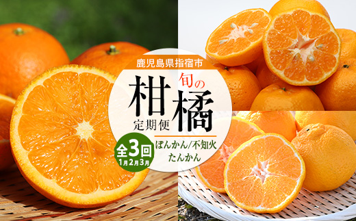 【全３回定期便】みかん尽くし定期便(迫田果樹園/Z035-1868) ぽんかん 不知火 ( しらぬい ) たんかん みかん フルーツ 柑橘 旬 果物 いぶすき 指宿 鹿児島 開聞 完熟 果実 春