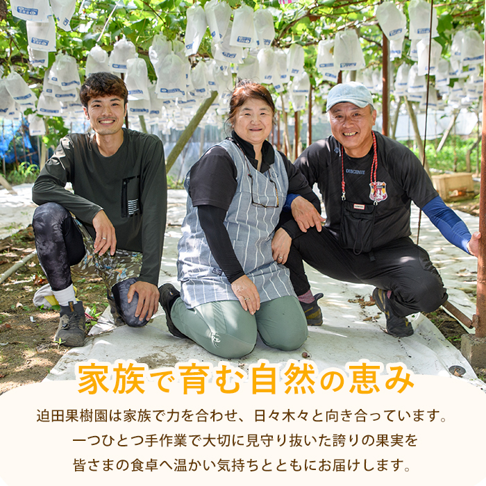 【2026年発送】たんかん約5kg(迫田果樹園/IB064-001) 鹿児島 開聞 たんかん みかん タンカン ミカン 指宿 フルーツ 果物 冬 旬 ご家庭用