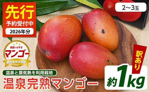 【2026年 発送】＜訳あり＞地下から湧き出る温泉と蒸気熱を利用栽培した温泉完熟マンゴー約1kg(トロピカルファームいぶすき/016-1764) マンゴー フルーツ 果物 くだもの 旬 夏 指宿 いぶすき 鹿児島
