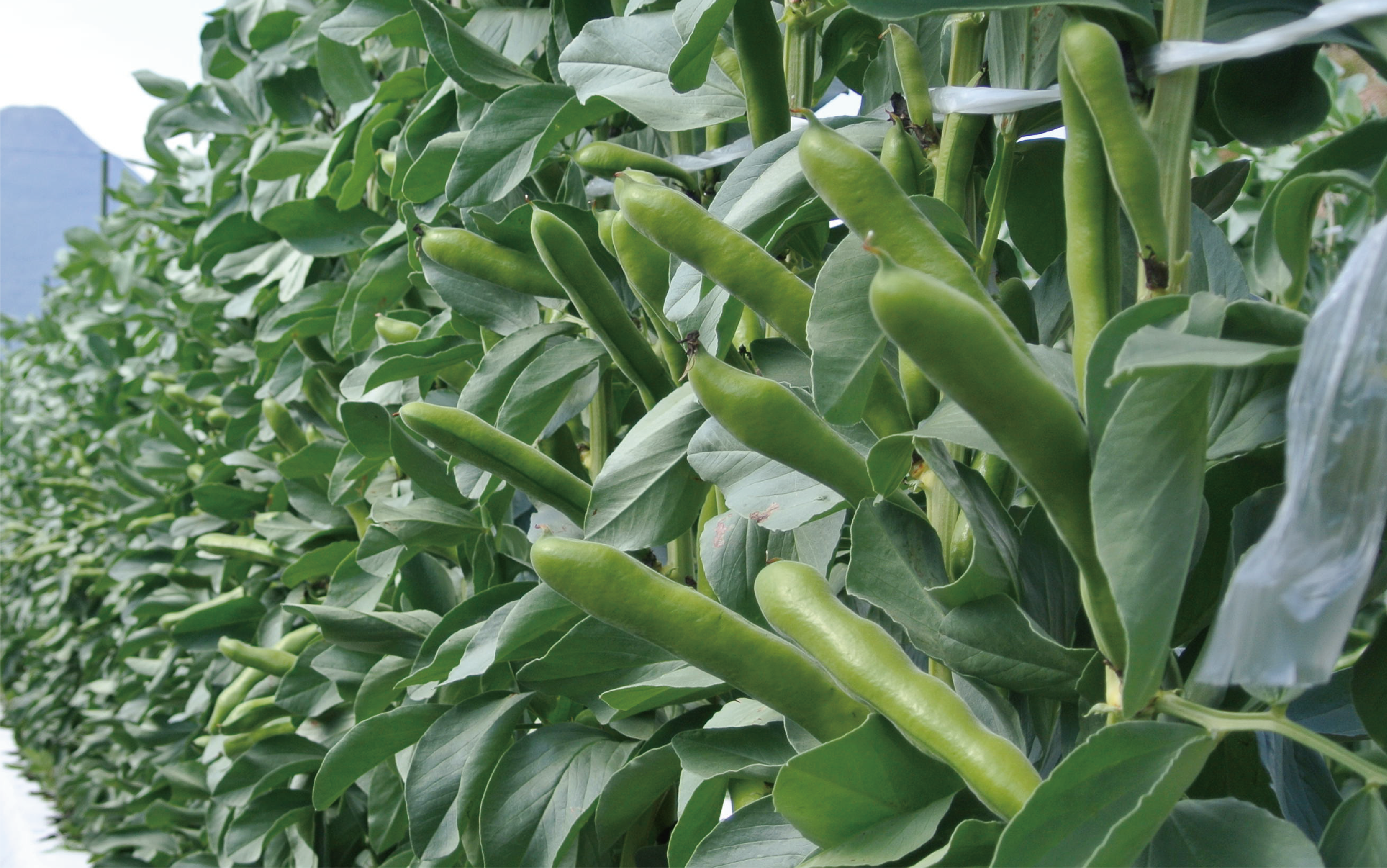 縲2026蟷エ1譛井クュ譌ャス樒匱騾√第欠螳ソ逕」繧オ繝、莉倥◎繧峨∪繧´繧オ繧、繧コ邏2kg(蟯。譚大膚蠎/A-129) 鮖ソ蜈仙ウカ逵 縺昴i縺セ繧 繧ス繝ゥ繝槭Γ 縺昴i雎 雎 譌ャ 謖螳ソ蟶 譏・ 驥手除 繧オ繝ゥ繝 縺翫▽縺セ縺ソ