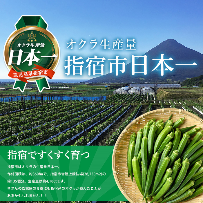 【2026年5月下旬～発送】新鮮オクラ1kg×3袋(アグリスタイル/IB066-005) 野菜 夏野菜 夏 旬 フレッシュ ベジタブル いぶすき 鹿児島