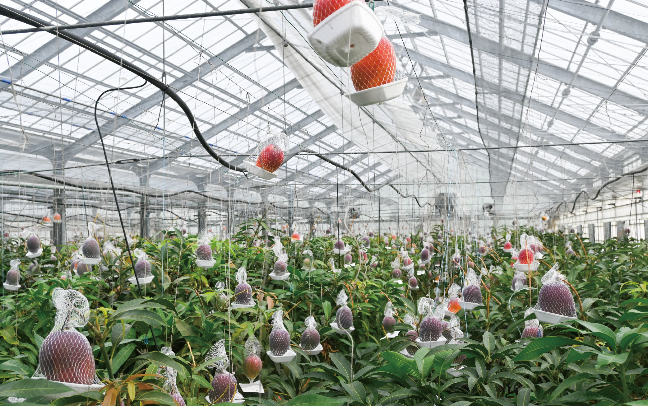 ã2026幎 çºéãïŒèš³ããïŒå°äžããæ¹§ãåºãæž©æ³ãšèžæ°ç±ãå©çšæ œå¹ããæž©æ³å®çãã³ãŽãŒçŽ1kg(ãããã«ã«ãã¡ãŒã ãã¶ãã/016-1764) ãã³ãŽãŒ ãã«ãŒã æç© ãã ãã® æ¬ å€ æå®¿ ãã¶ãã 鹿å
å³¶