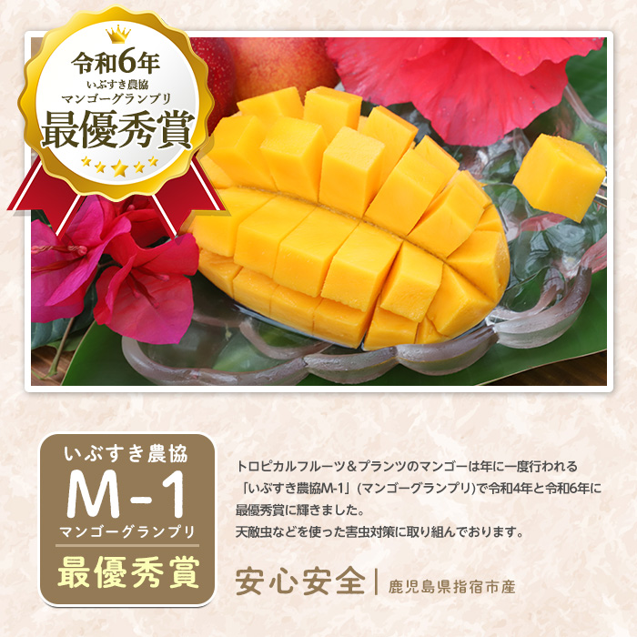 【2026年 発送 先行予約】【訳あり】鹿児島県いぶすき産 温泉完熟マンゴー約1kg(T&P/IB057-001) マンゴー フルーツ 果物 旬 夏 指宿 いぶすき 鹿児島  完熟  グルメ 南国 南国フルーツ 果実 マンゴー 太陽 国産 鹿児島県産