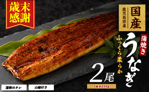 【歳末感謝！】【2025年12月21日までのご入金で年内発送】【鹿児島県産】うなぎ蒲焼じっくり焼き約250g×2尾 木目化粧箱入り(大新/020-1107) 鰻 蒲焼 国産 丑の日 うな重 無頭 ギフト ふっくら 小分け レンジ 簡単