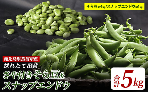 【2026年1月中旬〜発送】さや付きそら豆約4kgとスナップエンドウ約1kgのセット(アグリスタイル/022-1213) そらまめ ソラマメ えんどう 野菜 旬 サラダ 冬 指宿 鹿児島