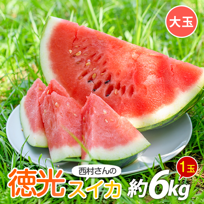 【2026年5月下旬～順次発送】西村さんのこだわり徳光スイカ大玉1玉(中園久太郎商店/IB016-016) スイカ すいか 西瓜 果物 フルーツ 夏 旬 徳光スイカ 指宿スイカ スイカ すいか 西瓜 果物 フルーツ 夏 旬 徳光スイカ 指宿スイカ