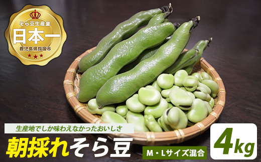 【2026年2月下旬～発送】鹿児島県指宿市産 そら豆 約4kg M・Lサイズ混合 (西村商店/024-2076) そら豆 ソラマメ 鹿児島県産 指宿産 朝採れ 野菜 国産 新鮮 朝取り 豆類 おつまみ おかず