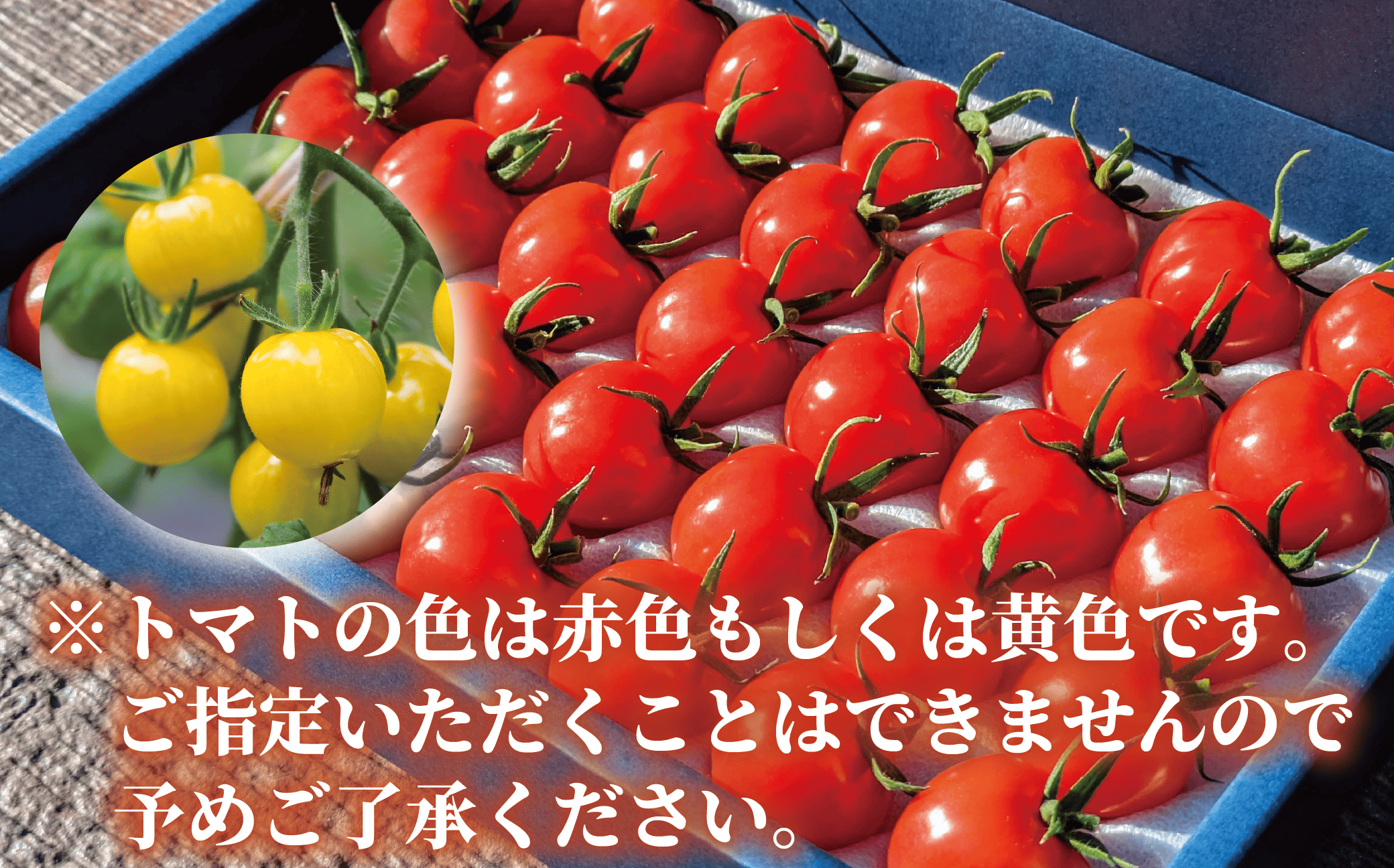 【2025年12月上旬～発送】【鹿児島県指宿市産】さくらんぼトマト 薩摩の恋心 35個入(シナジーブリーディング/010-373)トマト 美味しいトマト フルーツトマト サクランボ トマト ミニトマト ぷちぷよ