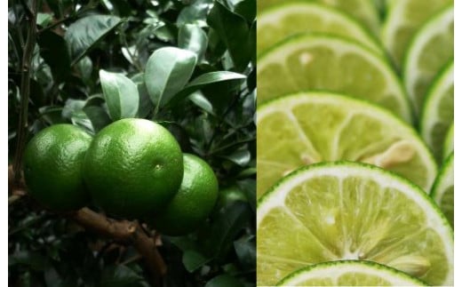 倧山çäžååº ãã¿ãã«ã«è«ãã¯ã©ãããžã³ JIN7ãžã³ã»ãã³01(700mlÃ1æ¬)(岡æååº/016-1330) åç²§ç®±ä» æå®¿ ãã¶ãã ã¯ã©ãããžã³ ããŒã ã¢ã«ã³ãŒã« é
çŒé
