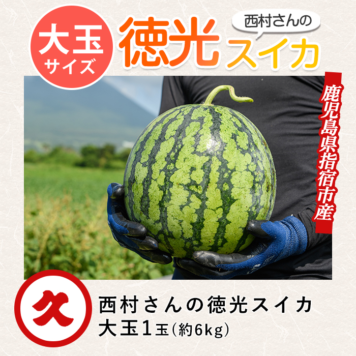 【2026年5月下旬～順次発送】西村さんのこだわり徳光スイカ大玉1玉(中園久太郎商店/IB016-016) スイカ すいか 西瓜 果物 フルーツ 夏 旬 徳光スイカ 指宿スイカ スイカ すいか 西瓜 果物 フルーツ 夏 旬 徳光スイカ 指宿スイカ