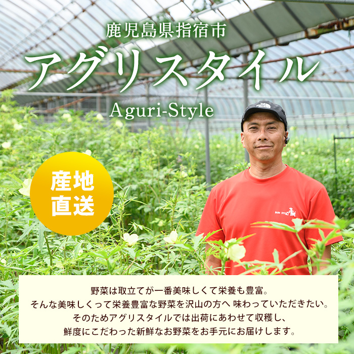 【2026年5月下旬～発送】新鮮オクラ1kg×3袋(アグリスタイル/IB066-005) 野菜 夏野菜 夏 旬 フレッシュ ベジタブル いぶすき 鹿児島