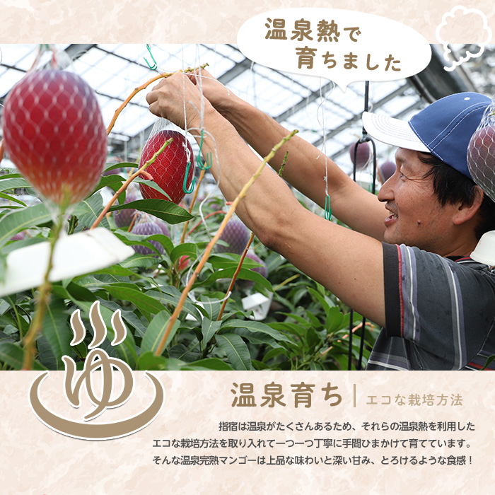 【2026年 発送 先行予約】南国いぶすきの温泉熱で育てた甘くて上品な温泉完熟マンゴー約2kg4〜6個(T&P/IB057-002) マンゴー フルーツ 果物 旬 夏 指宿 いぶすき 鹿児島  完熟  お供え 御供 ギフト 贈り物 プレゼント グルメ 予約 先行予約 南国 南国フルーツ 果実 マンゴー 太陽 国産 鹿児島県産 果汁