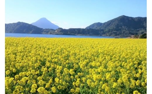 【池田湖でアクティビティ体験】バナナボート 15分間ペアチケット(えぷろんはうす池田/A-184)