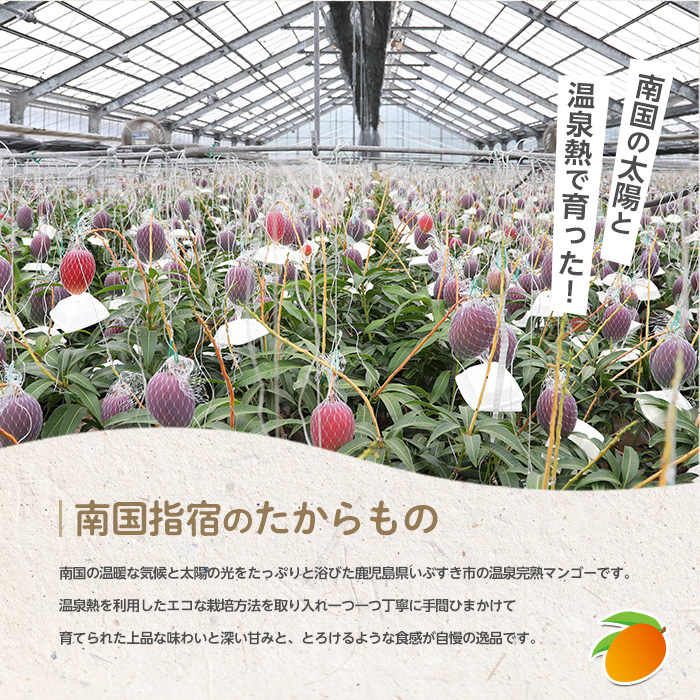【2026年 発送 先行予約】南国いぶすきの温泉熱で育てた甘くて上品な温泉完熟マンゴー約2kg4〜6個(T&P/IB057-002) マンゴー フルーツ 果物 旬 夏 指宿 いぶすき 鹿児島  完熟  お供え 御供 ギフト 贈り物 プレゼント グルメ 予約 先行予約 南国 南国フルーツ 果実 マンゴー 太陽 国産 鹿児島県産 果汁