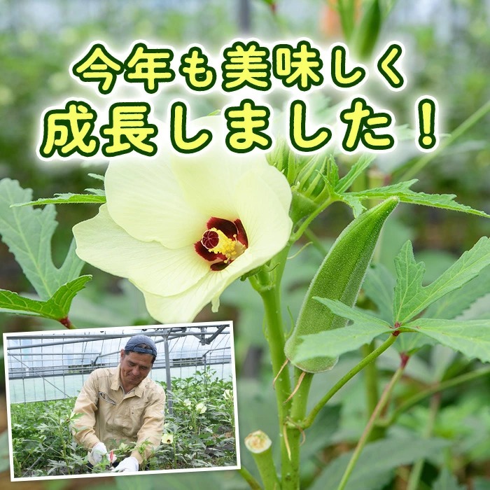 æå®¿(ãã¶ãã)ç£ãªã¯ã©1kg (ãªããã¡ãŒã /IB130-004) éè å€éè æ¬ ç¹ç£ å€ æ°é®® ãªã¯ã© 鹿å
å³¶ ãªããã¡ãŒã æå®¿åž