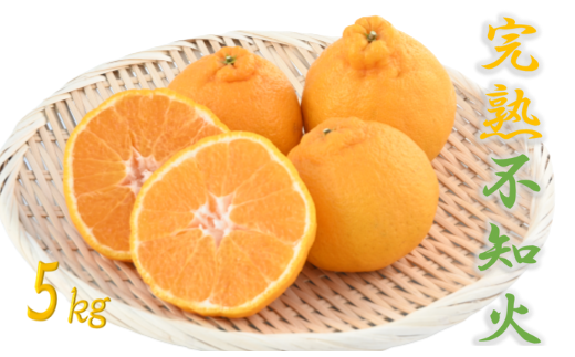 【2026年 発送】かいもん不知火 約5kg(迫田果樹園/016-1207) しらぬい 柑橘類 不知火 みかん フルーツ 柑橘 旬 春 果物 指宿 いぶすき 鹿児島