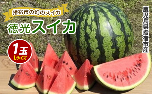 2026年6月上旬～発送【いぶすき産】幻の徳光スイカ1玉(Lサイズ)(JAいぶすき/IB063-001) 果物 フルーツ 大玉 国産 鹿児島県 指宿市 徳光すいか 西瓜 旬 夏 いぶすき すいか