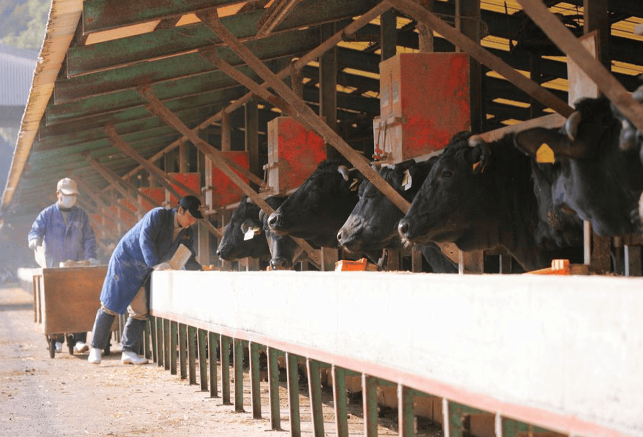 【A4ランク未経産黒毛和牛】指宿育ち！黒毛和牛ステーキ三昧♪フィレ・サーロイン・モモセット(Meat you/110-1018)