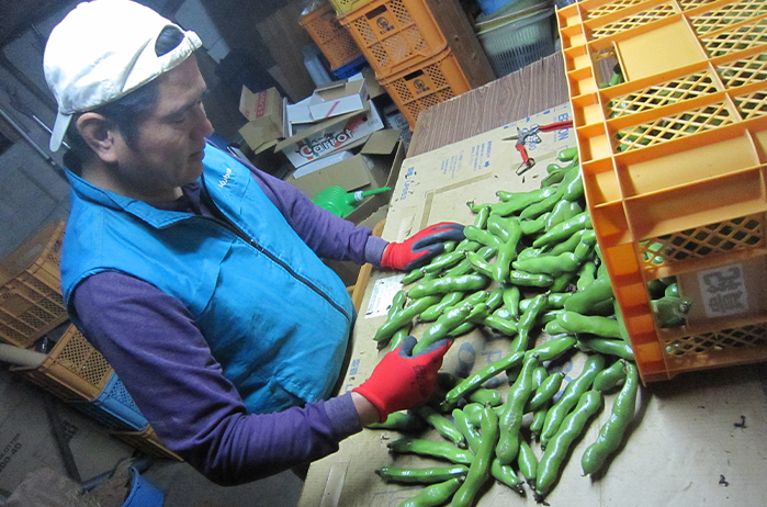 【2026年3月中旬～発送】そらまめ約2kg(オネファーム/013-1012) そら豆 そらまめ 野菜 サラダ おつまみ 豆 旬 冬 春 指宿 鹿児島 いぶすき いぶすき陵西