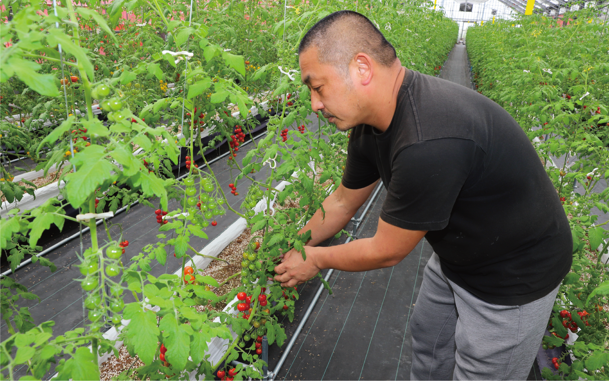 【2025年12月上旬～発送】【鹿児島県指宿市産】さくらんぼトマト 薩摩の恋心 35個入(シナジーブリーディング/010-373)トマト 美味しいトマト フルーツトマト サクランボ トマト ミニトマト ぷちぷよ