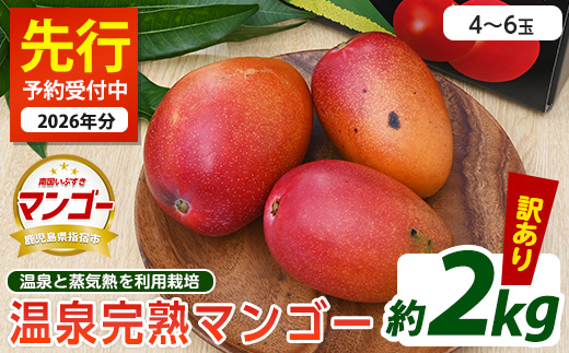 【2026年 発送】＜訳あり＞地下から湧き出る温泉と蒸気熱を利用栽培した温泉完熟マンゴー 約2kg(トロピカルファームいぶすき/033-1766) マンゴー フルーツ 果物 旬 夏 指宿 いぶすき 鹿児島