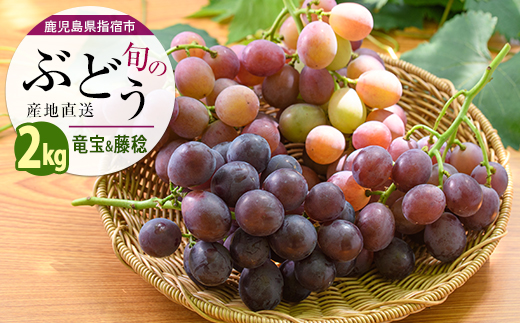 【2026年7月上旬～発送】ぶどう 竜宝・藤稔の2種約2kg(迫田果樹園/IB064-008) 葡萄 ブドウ フルーツ 果物 くだもの 果実 果樹園 旬 夏
