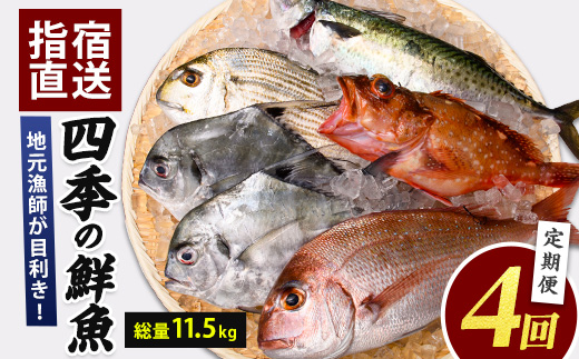 【全４回定期便】指宿発！四季の朝〆 鮮魚 定期便 (指宿山川水産/Z-066) 菜の花かんぱち ぶり お試しセット 合計 11.5㎏ 魚介 魚 漁師 いぶすき 鹿児島
