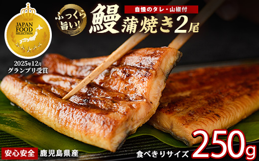 【鹿児島県産】うなぎ蒲焼じっくり焼き約125g×2尾 化粧箱入り(大新/012-2001) 化粧箱入り 鰻 ウナギ 蒲焼 国産 丑の日 うな重 無頭 ギフト プレゼント 贈り物 贈答