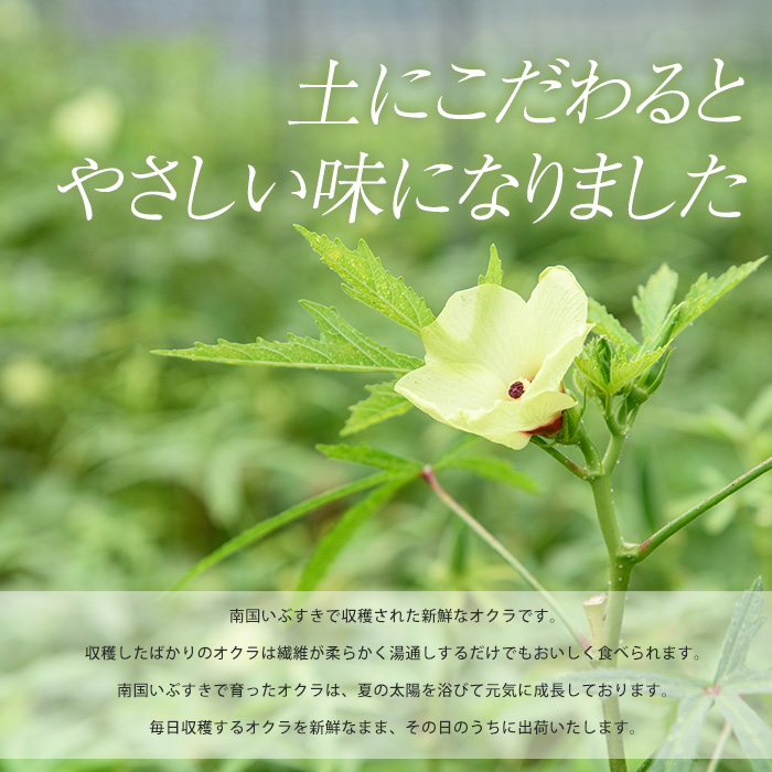 【2026年5月下旬～発送】新鮮オクラ1kg×3袋(アグリスタイル/IB066-005) 野菜 夏野菜 夏 旬 フレッシュ ベジタブル いぶすき 鹿児島