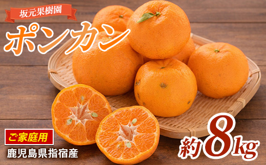 【2026年1月上旬～発送】みかん農家坂元さんちのポンカンご家庭用約8kg(坂元果樹園/A-104) みかん ポンカン ポンカン 鹿児島 指宿市 椪柑 柑橘 蜜柑 果物 フルーツ くだもの 贈答用 果樹園
