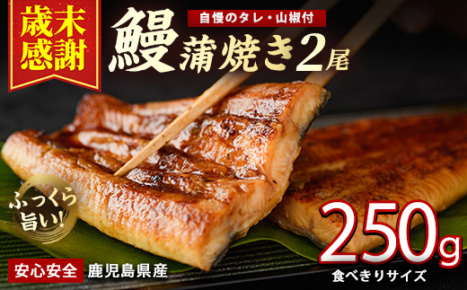 【歳末感謝！】【鹿児島県産】うなぎ蒲焼じっくり焼き約125g×2尾 化粧箱入り(大新/012-2001) 化粧箱入り 鰻 ウナギ 蒲焼 国産 丑の日 うな重 無頭 ギフト プレゼント 贈り物 贈答