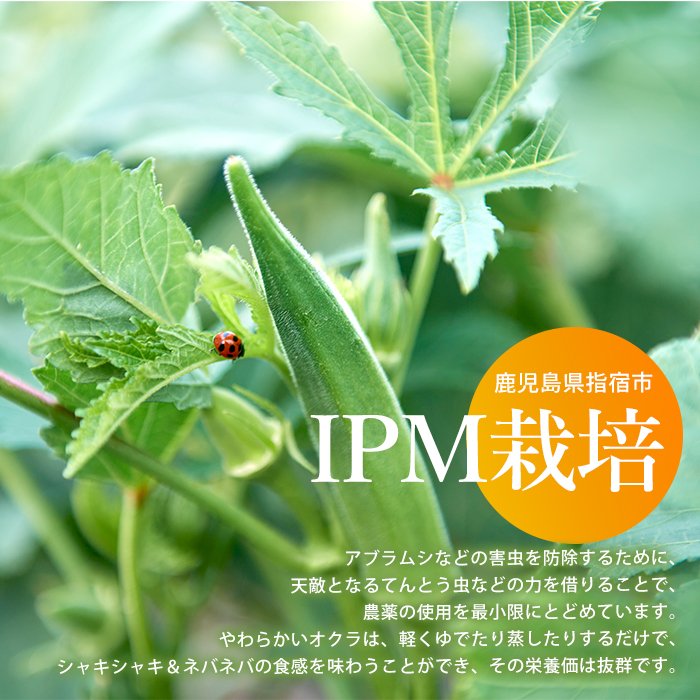 【2026年5月上旬～発送】栽培期間中、農薬の使用を抑えた指宿産オクラ160本(8本入×20袋)(エコオクラグループ/IB166-001) オクラ おくら 野菜 夏野菜 旬 特産 夏 新鮮 鹿児島県