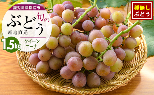 【2026年7月下旬〜発送】＜期間限定＞迫田果樹園のぶどう クイーンニーナ 約1.5kg (迫田果樹園/IB064-011) フルーツ 葡萄 果物 甘い 種なし