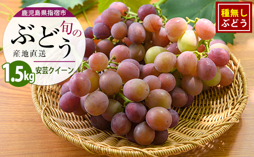 【2026年7月下旬〜発送】＜期間限定＞迫田果樹園のぶどう 安芸クイーン 約1.5kg (迫田果樹園/IB064-012) フルーツ 葡萄 果物 甘い 種なし