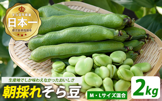 【2026年2月下旬～発送】鹿児島県指宿市産 そら豆 約2kg M・Lサイズ混合 (西村商店/012-2075) そら豆 ソラマメ 鹿児島県産 指宿産 朝採れ 野菜 国産 新鮮 朝取り 豆類 おつまみ おかず