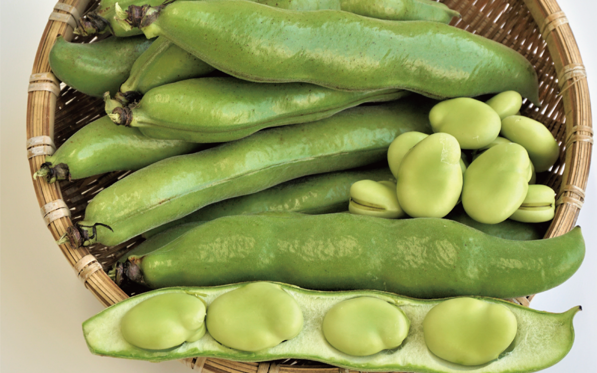 縲2026蟷エ1譛井クュ譌ャス樒匱騾√第欠螳ソ逕」繧オ繝、莉倥◎繧峨∪繧´繧オ繧、繧コ邏2kg(蟯。譚大膚蠎/A-129) 鮖ソ蜈仙ウカ逵 縺昴i縺セ繧 繧ス繝ゥ繝槭Γ 縺昴i雎 雎 譌ャ 謖螳ソ蟶 譏・ 驥手除 繧オ繝ゥ繝 縺翫▽縺セ縺ソ