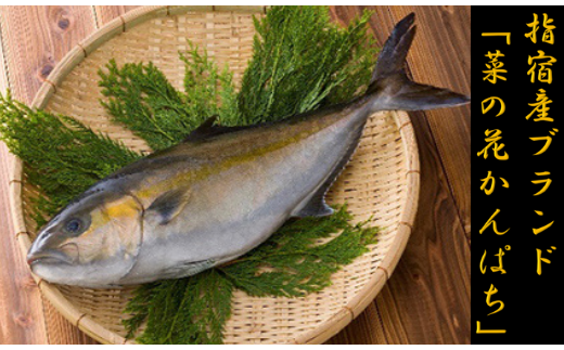 指宿産 菜の花かんぱち1尾(指宿山川水産/033-1270)