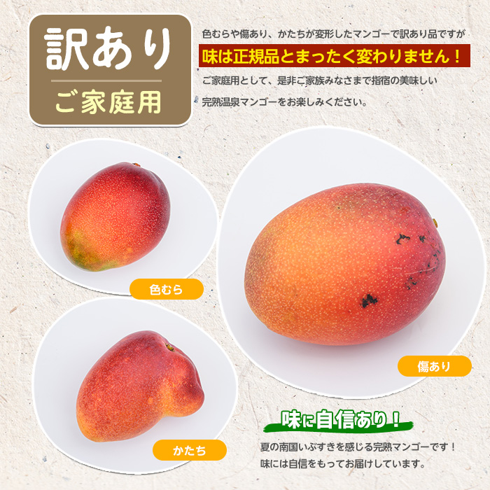 【2026年 発送 先行予約】【訳あり】鹿児島県いぶすき産 温泉完熟マンゴー約1kg(T&P/IB057-001) マンゴー フルーツ 果物 旬 夏 指宿 いぶすき 鹿児島  完熟  グルメ 南国 南国フルーツ 果実 マンゴー 太陽 国産 鹿児島県産