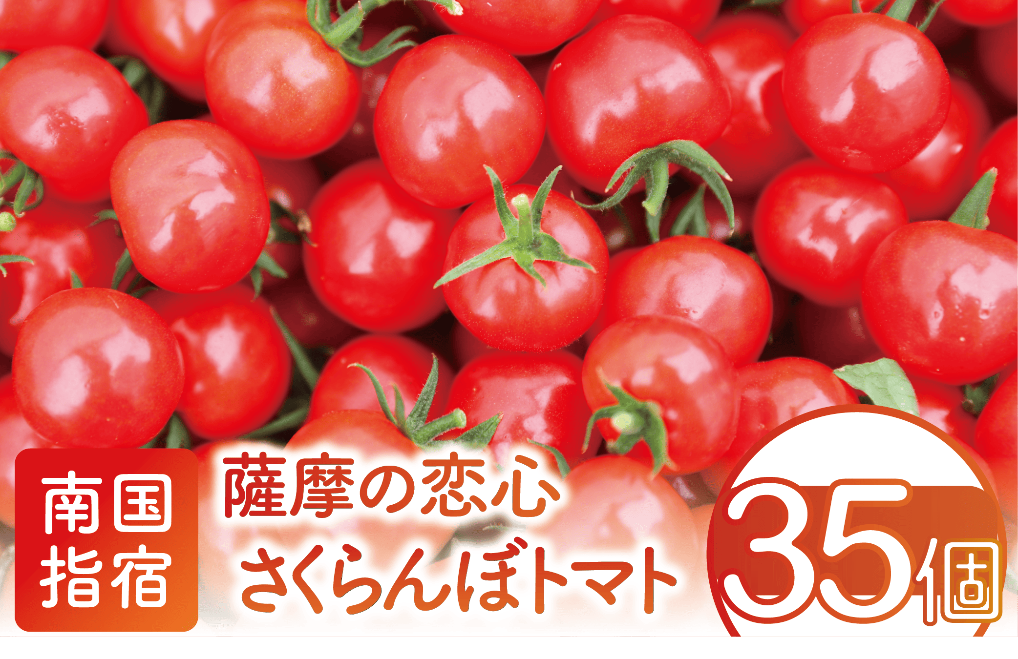 【2025年12月上旬～発送】【鹿児島県指宿市産】さくらんぼトマト 薩摩の恋心 35個入(シナジーブリーディング/010-373)トマト 美味しいトマト フルーツトマト サクランボ トマト ミニトマト ぷちぷよ