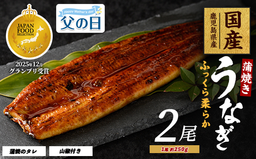 【父の日ギフト】【鹿児島県産】うなぎ蒲焼じっくり焼き約250g×2尾 木目化粧箱入り(大新/IB021-001f) 鰻 蒲焼 国産 丑の日 うな重 無頭 ギフト ふっくら 小分け レンジ 簡単  父の日 ギフト プレゼント 贈り物