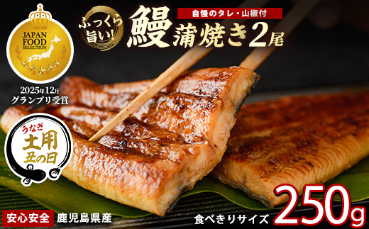 【丑の日に合わせてお届け！】【鹿児島県産】うなぎ蒲焼じっくり焼き約125g×2尾 化粧箱入り(大新/IB021-011u) 化粧箱入り 鰻 ウナギ 蒲焼 国産 丑の日 うな重 無頭 ギフト プレゼント 贈り物 贈答