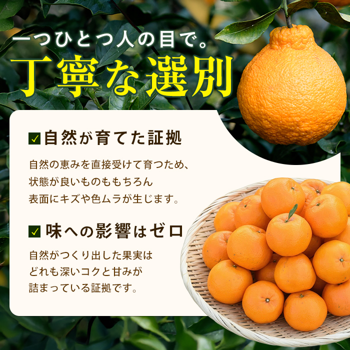 【2026年発送】たんかん約5kg(迫田果樹園/IB064-001) 鹿児島 開聞 たんかん みかん タンカン ミカン 指宿 フルーツ 果物 冬 旬 ご家庭用