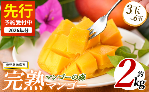 【2026年 発送】しあわせ完熟マンゴー3〜6玉入り(マンゴーの森/044-1768) マンゴー フルーツ 果物 旬 夏 指宿 いぶすき 鹿児島  完熟  お供え 御供 ギフト 贈り物 プレゼント グルメ 予約 先行予約 南国 南国フルーツ 果実 マンゴー グランプリ マイスター 太陽 国産 鹿児島県産 果汁