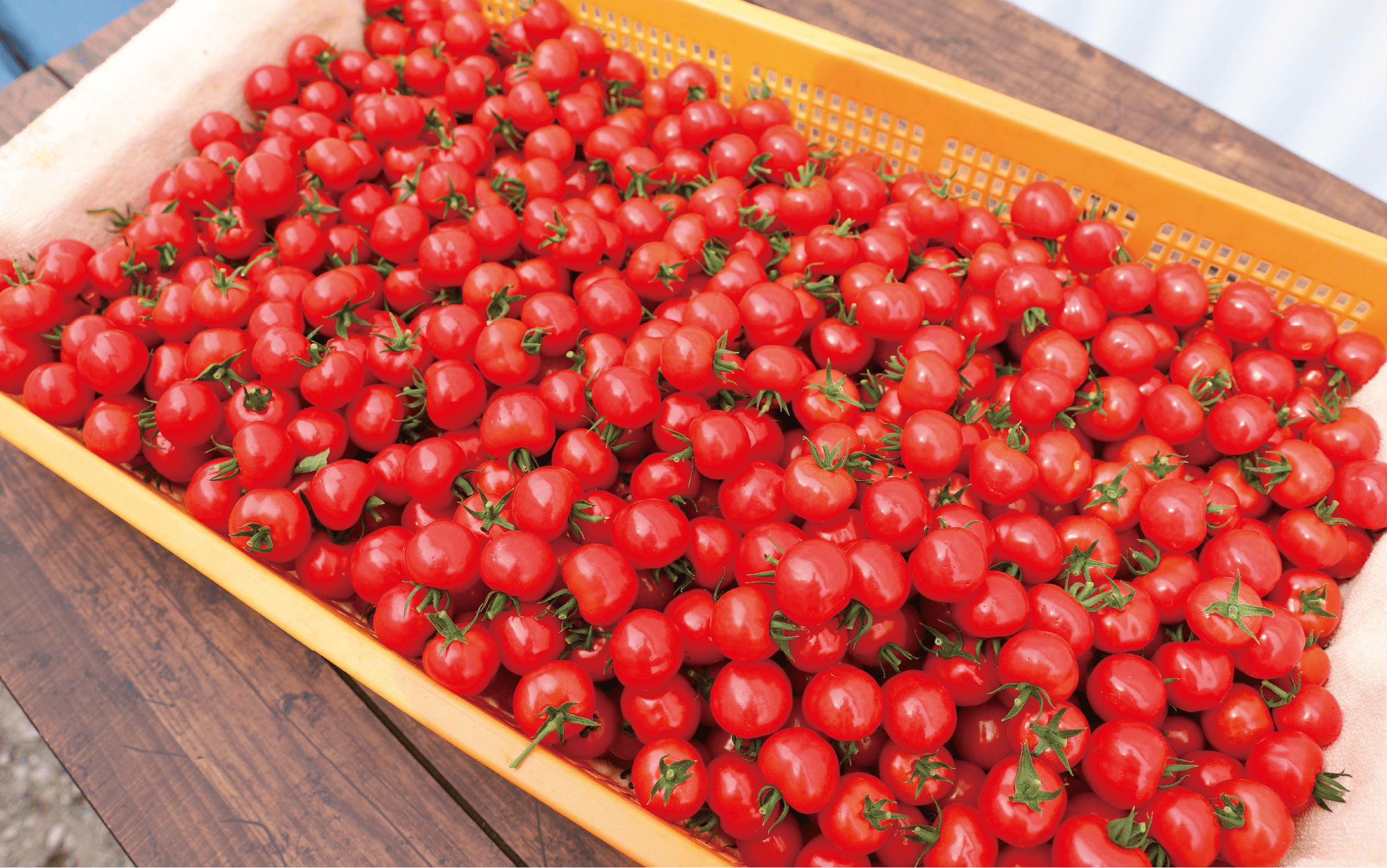 【2025年12月上旬～発送】【鹿児島県指宿市産】さくらんぼトマト 薩摩の恋心 35個入(シナジーブリーディング/010-373)トマト 美味しいトマト フルーツトマト サクランボ トマト ミニトマト ぷちぷよ