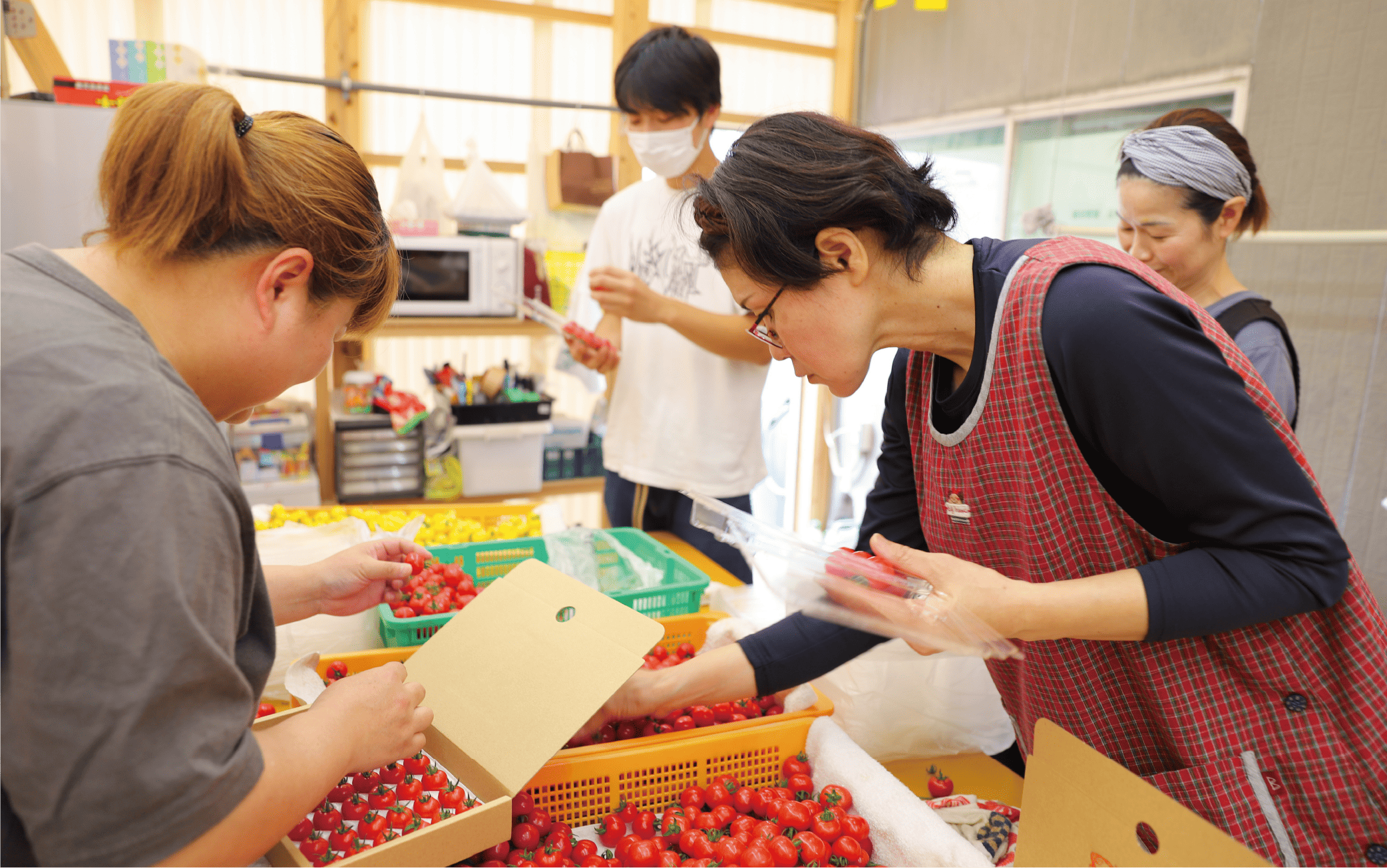 【2025年12月上旬～発送】【鹿児島県指宿市産】さくらんぼトマト 薩摩の恋心 35個入(シナジーブリーディング/010-373)トマト 美味しいトマト フルーツトマト サクランボ トマト ミニトマト ぷちぷよ