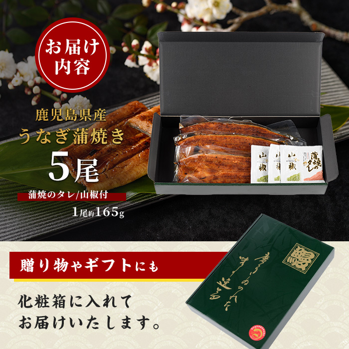 【歳末感謝！】【鹿児島県産】うなぎ蒲焼じっくり焼き約165g×5尾 化粧箱入り(大新/037-1106)  うなぎ 国産 鹿児島 蒲焼 丑の日 丑 土用丑の日 