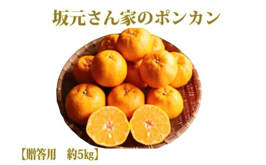 【2026年1月上旬～発送】みかん農家坂元さんちのポンカン贈答用約5kg(坂元果樹園/A-103) みかん ポンカン ポンカン 鹿児島 指宿市 椪柑 柑橘 蜜柑 果物 フルーツ くだもの 贈答用 果樹園